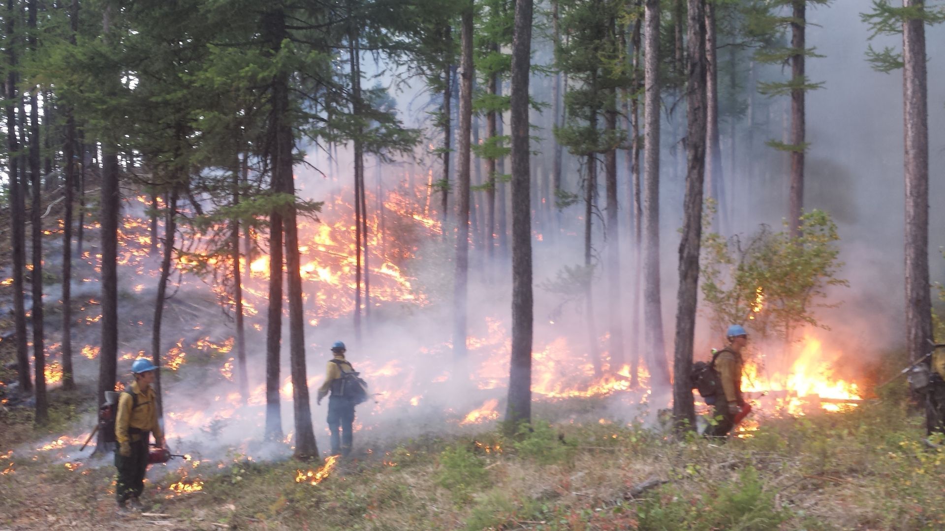 Firefighters battling a forest wildfire among tall pine trees, with smoke and flames in the background