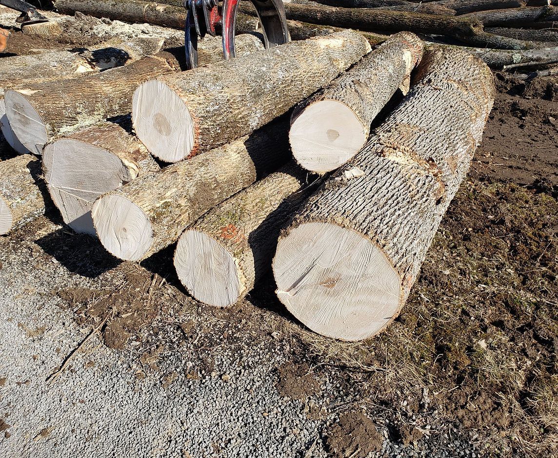 Stacked cut logs on the ground in a sunny outdoor setting
