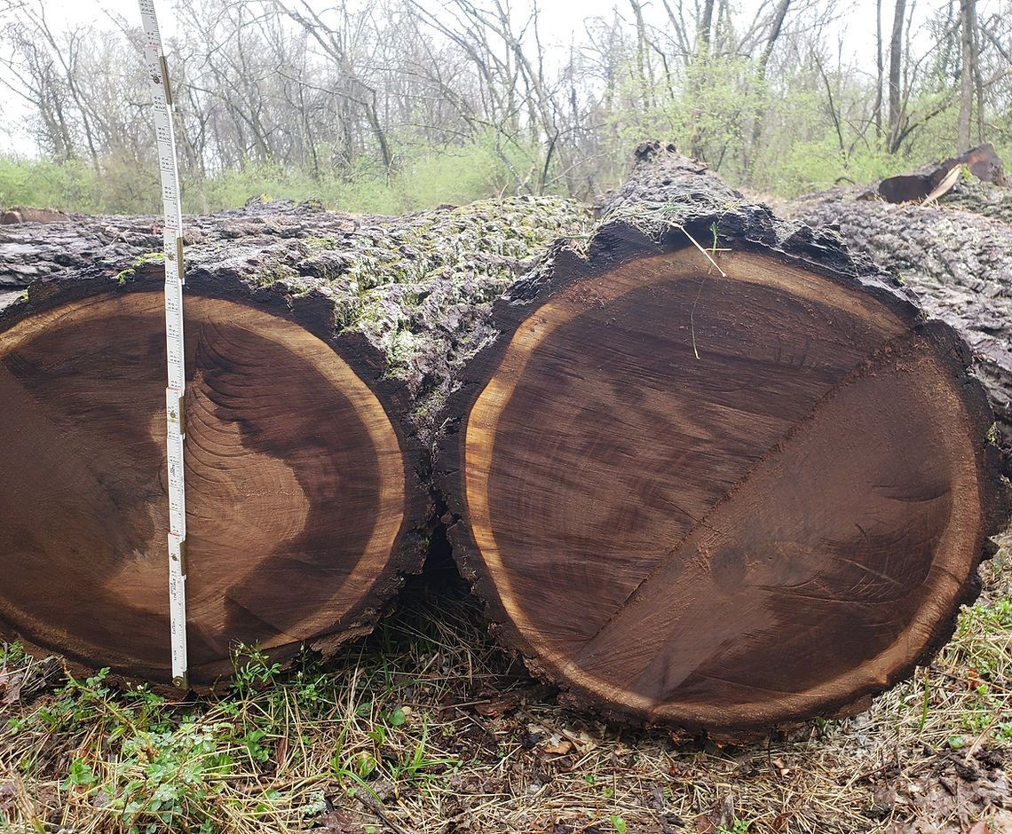 Two large cut log ends lying outdoors in a wooded area, one marked with a white stripe.