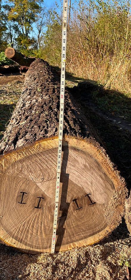 Cut tree trunk with growth rings and a measuring tape standing vertically in the center