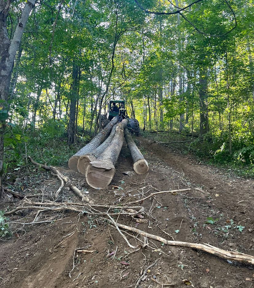 Logging machine carrying cut tree trunks on a dirt path in a wooded forest clearing