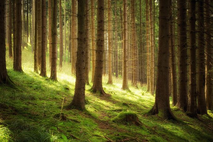 Sunlit forest with tall tree trunks and green mossy ground