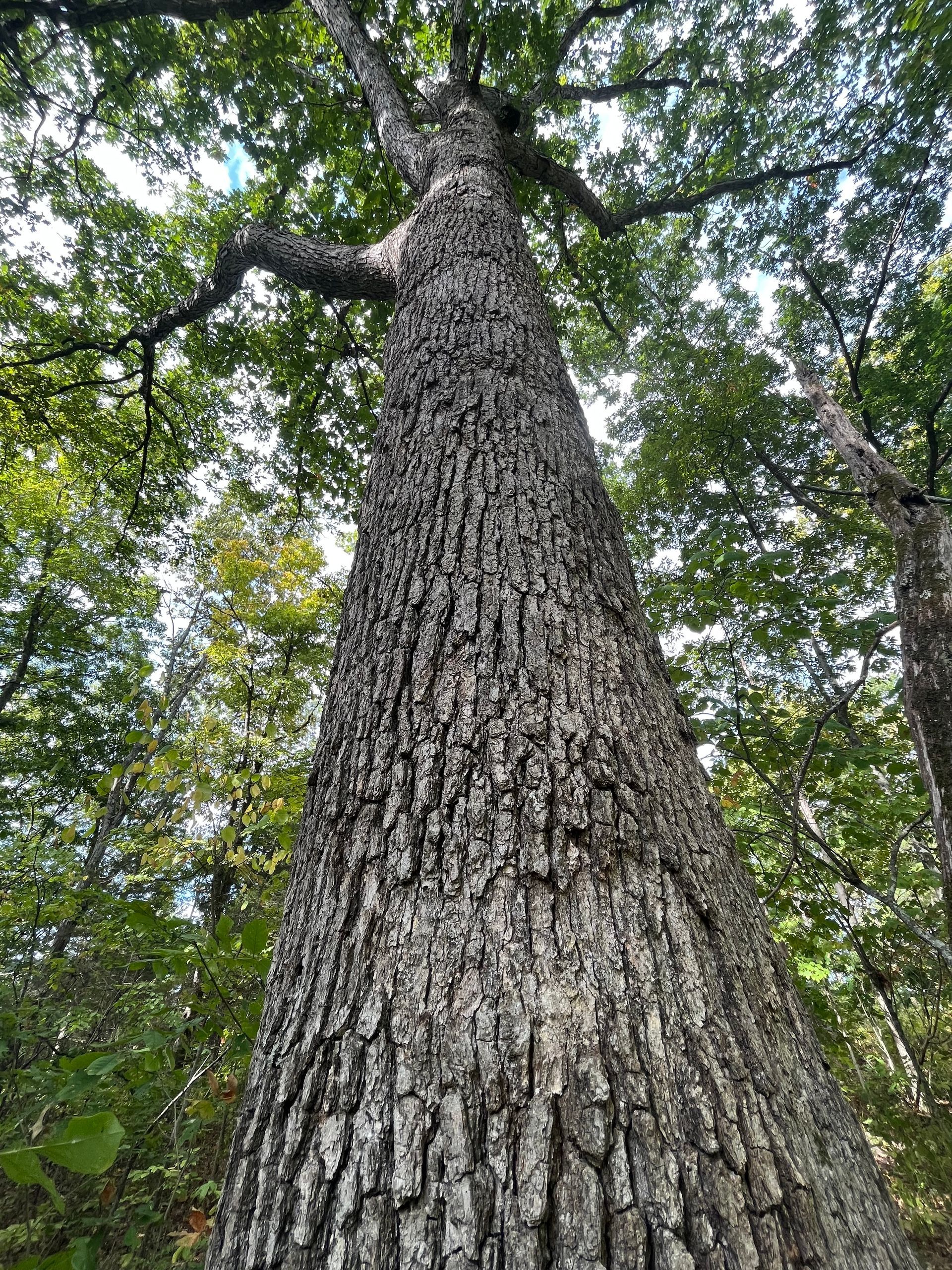 Looking up a tall tree trunk in a dense green forest canopy