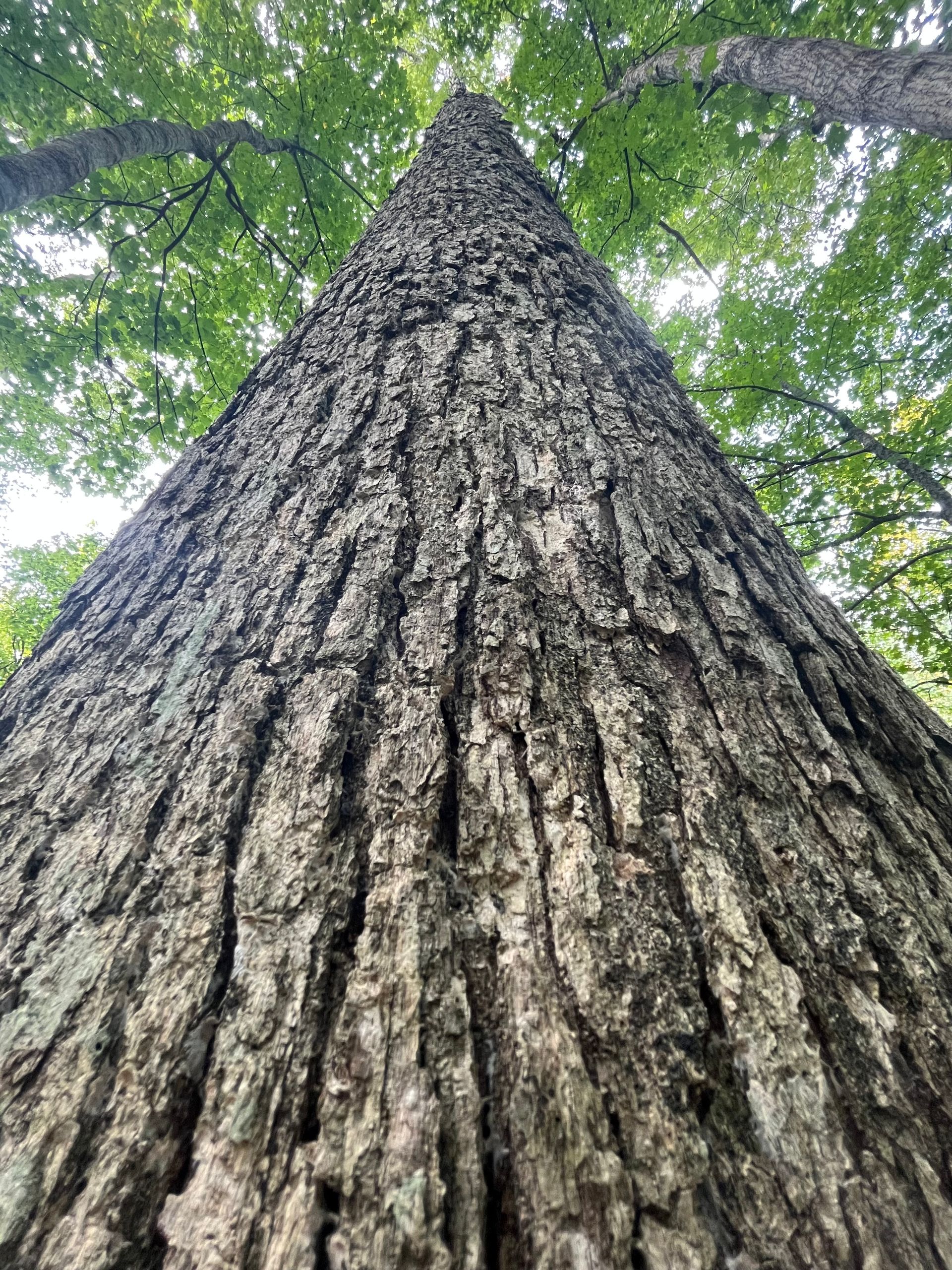 Upward view of a tall tree trunk with rough bark and green leaves overhead
