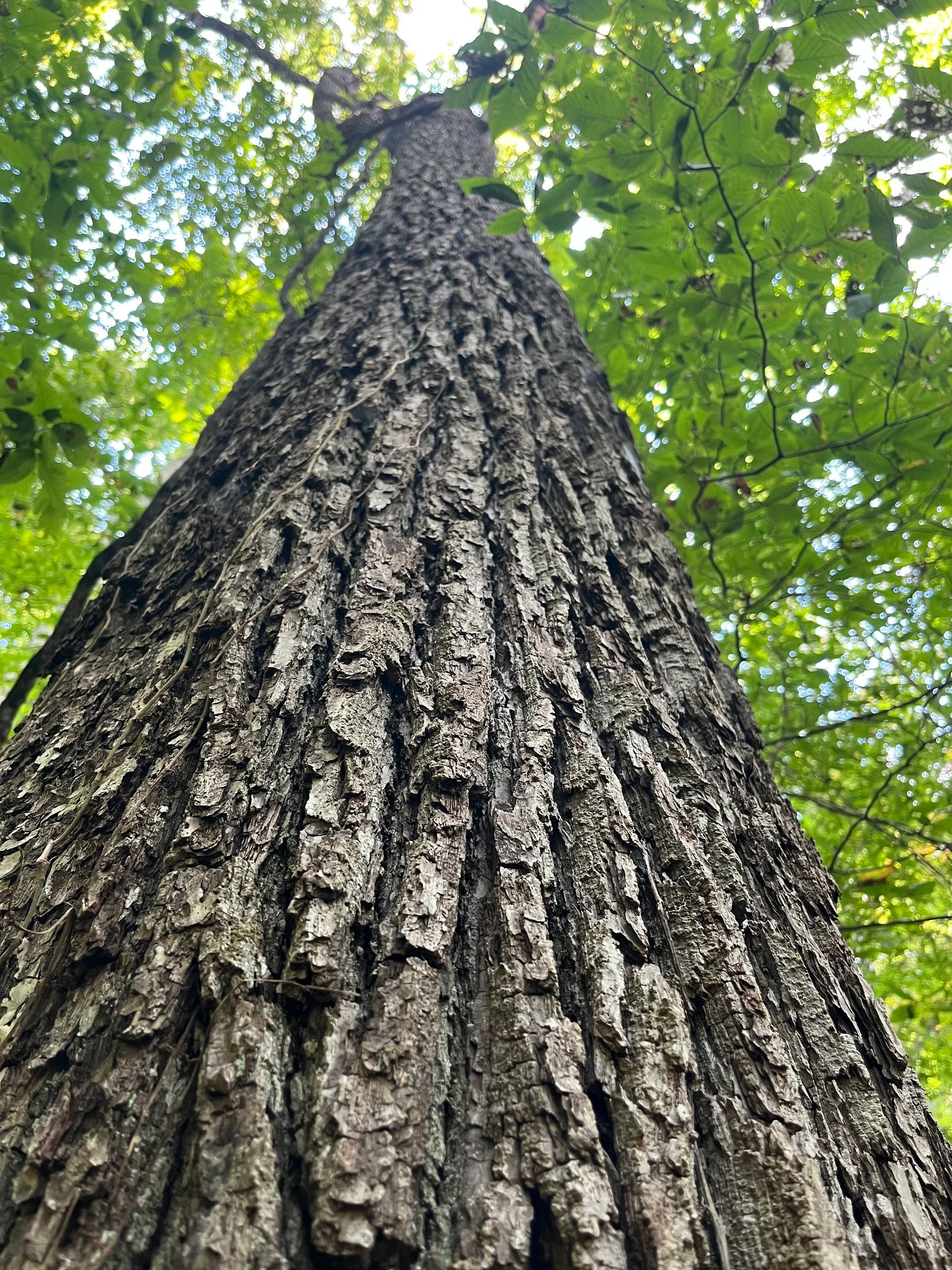 Looking up a tall tree trunk with rough bark and green leaves overhead
