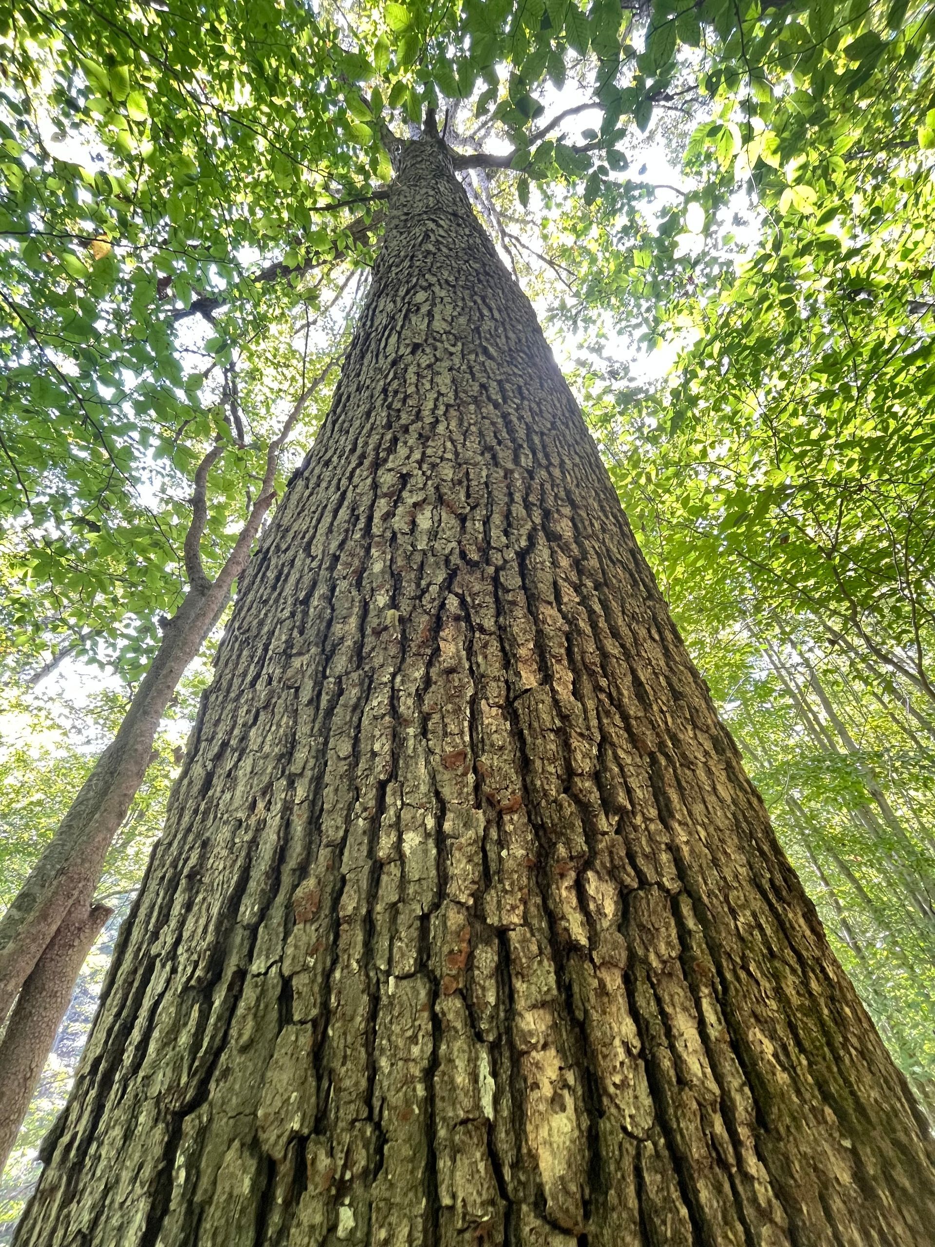 Tall tree trunk viewed from below, with green leaves and sunlight filtering through the forest canopy
