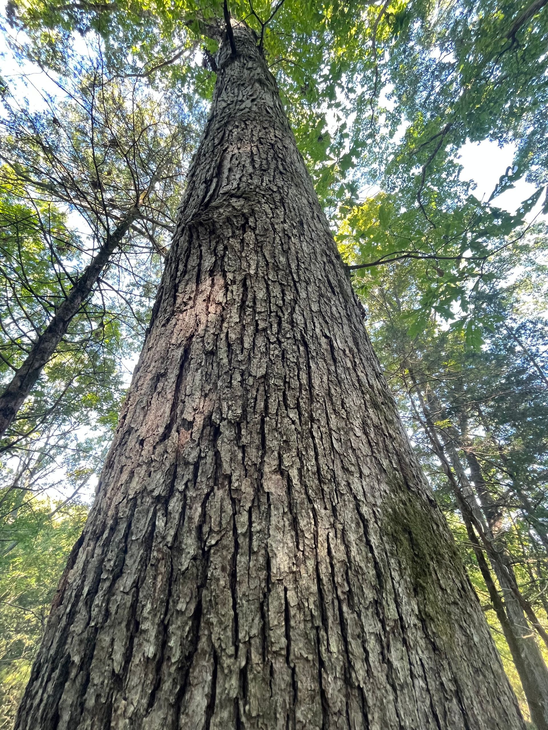 Tall tree trunk viewed from below in a green forest canopy