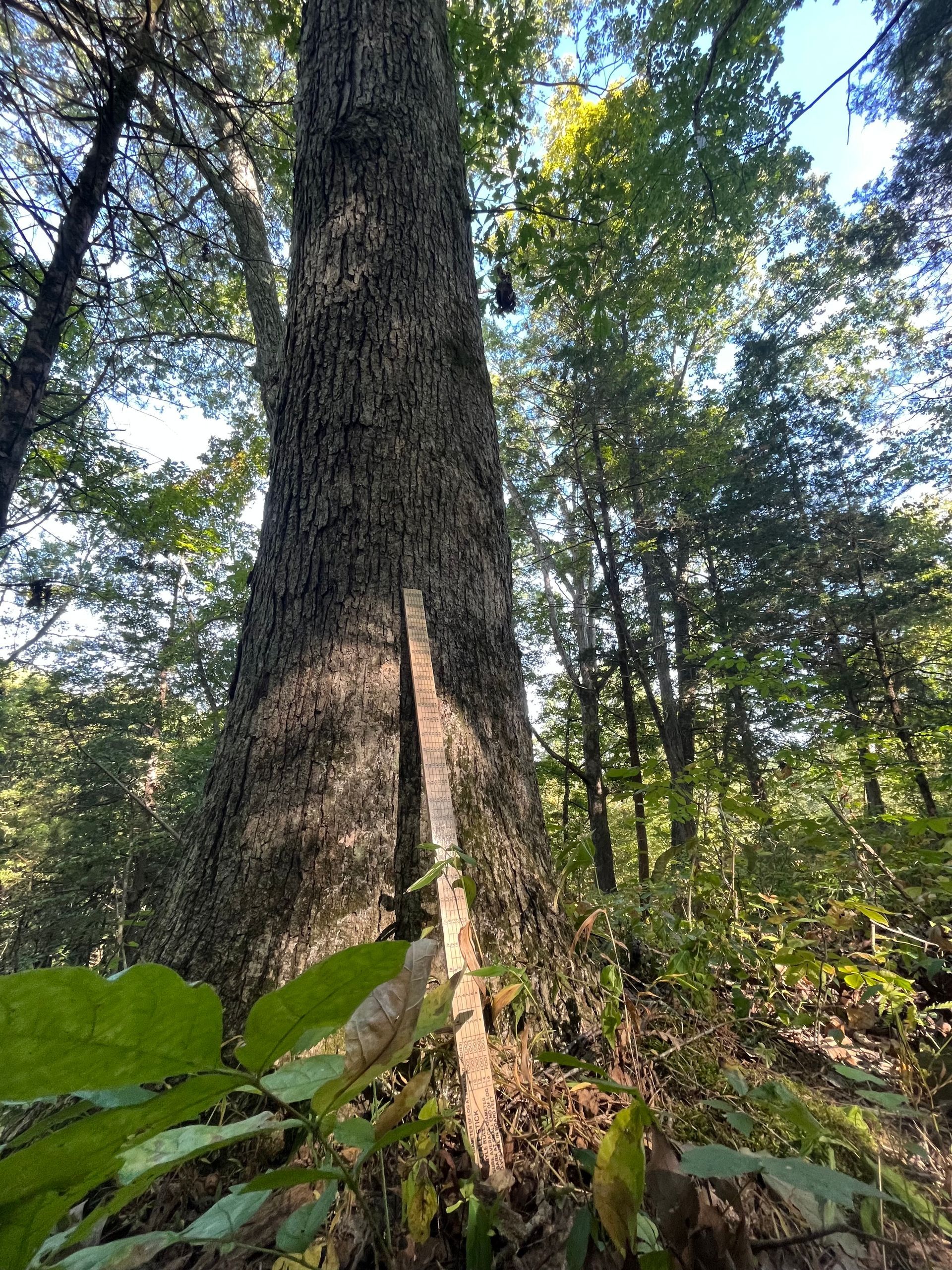 Tall tree trunk in a sunlit forest with green undergrowth and leafy canopy