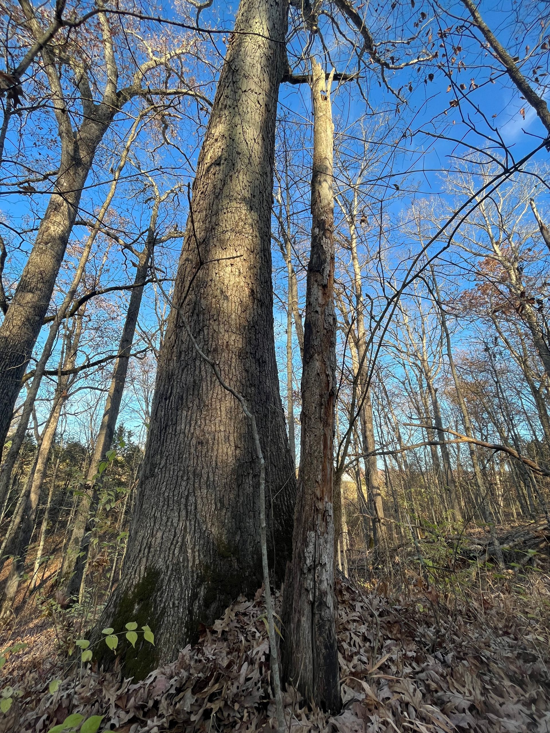 Tall leafless trees in a forest under a bright blue sky, with dry leaves covering the ground