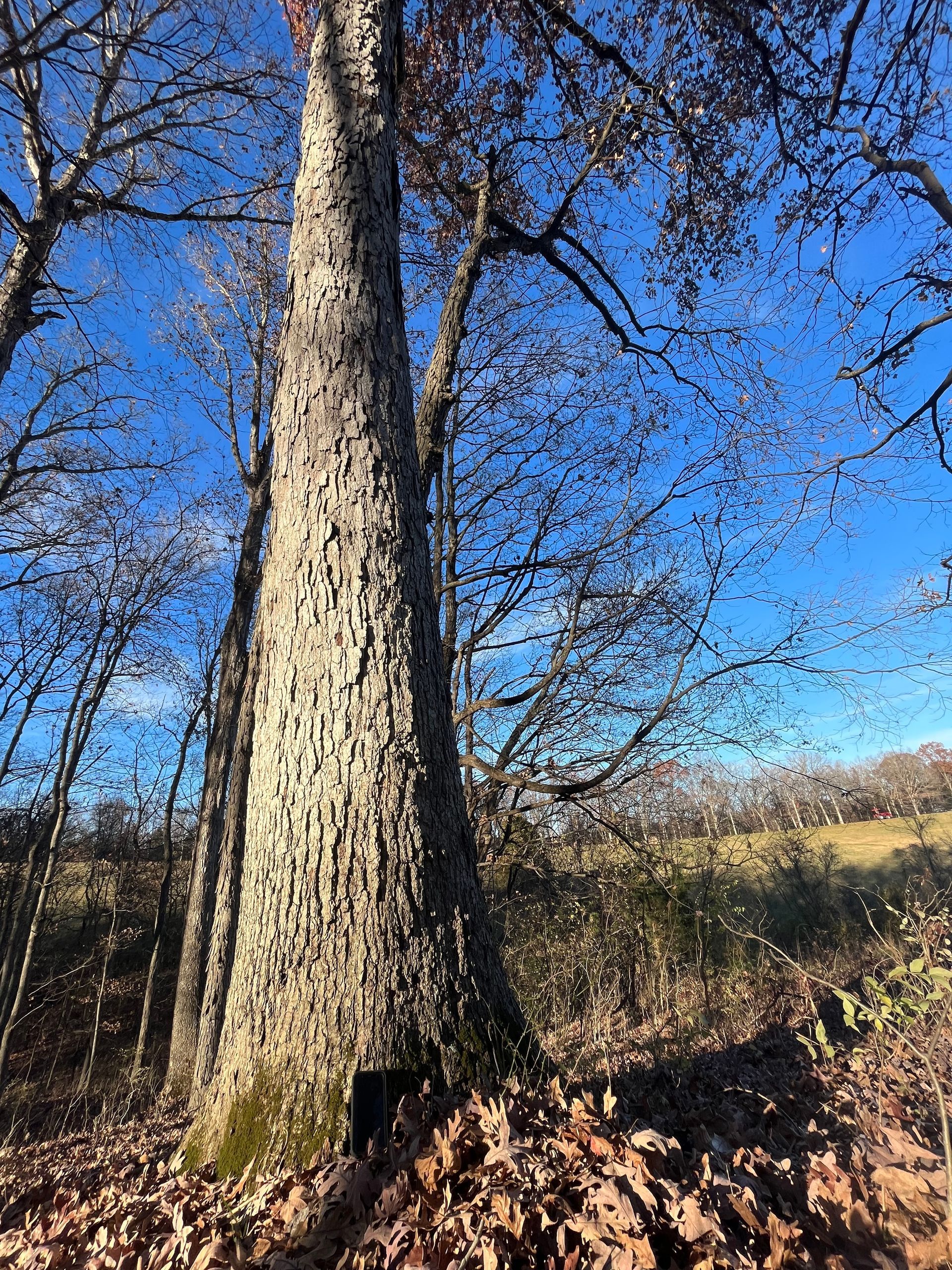 Tall leafless tree trunk in a sunny field with blue sky and fallen leaves on the ground
