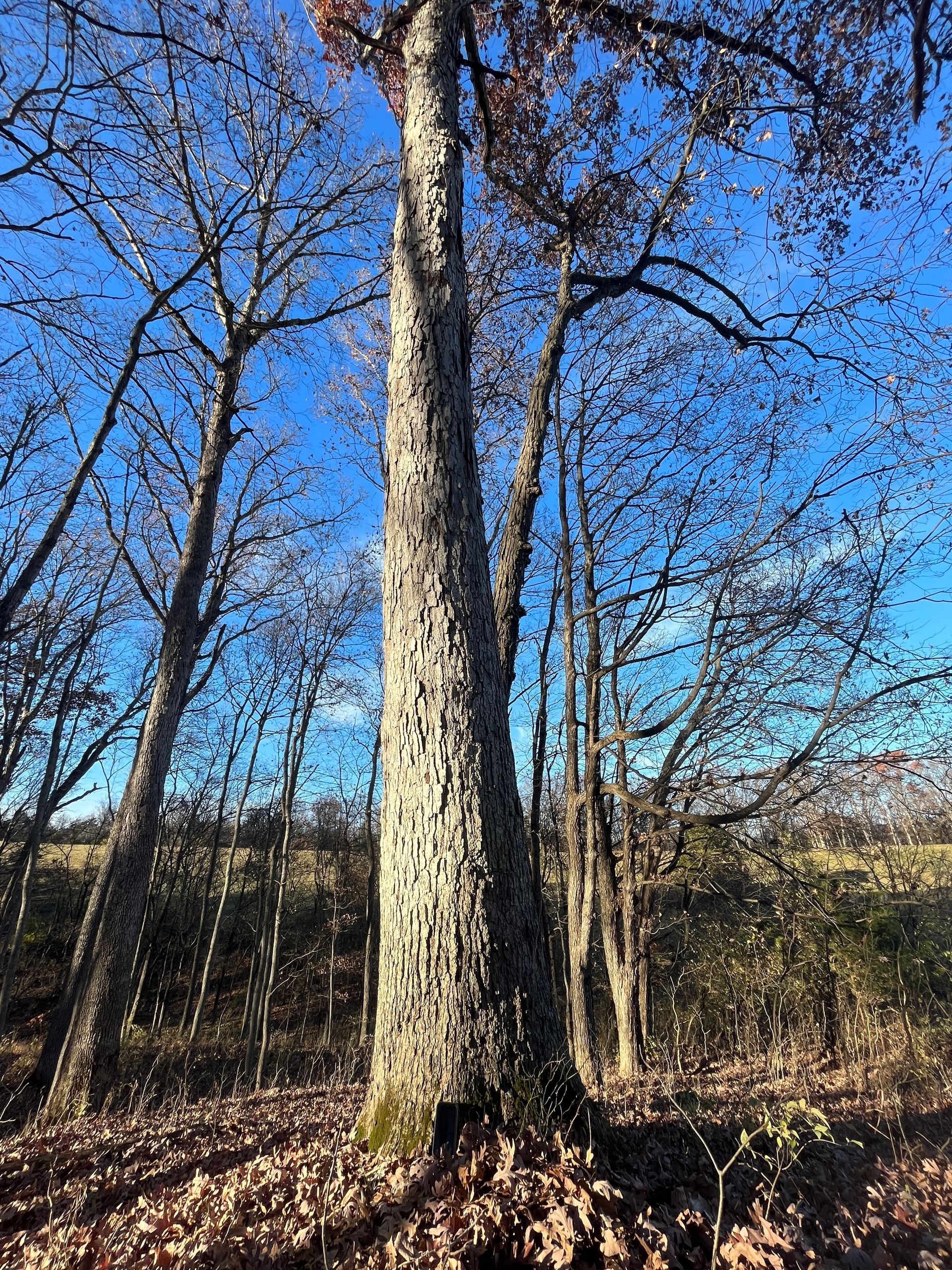 Tall leafless tree trunk against a bright blue sky in a wooded area