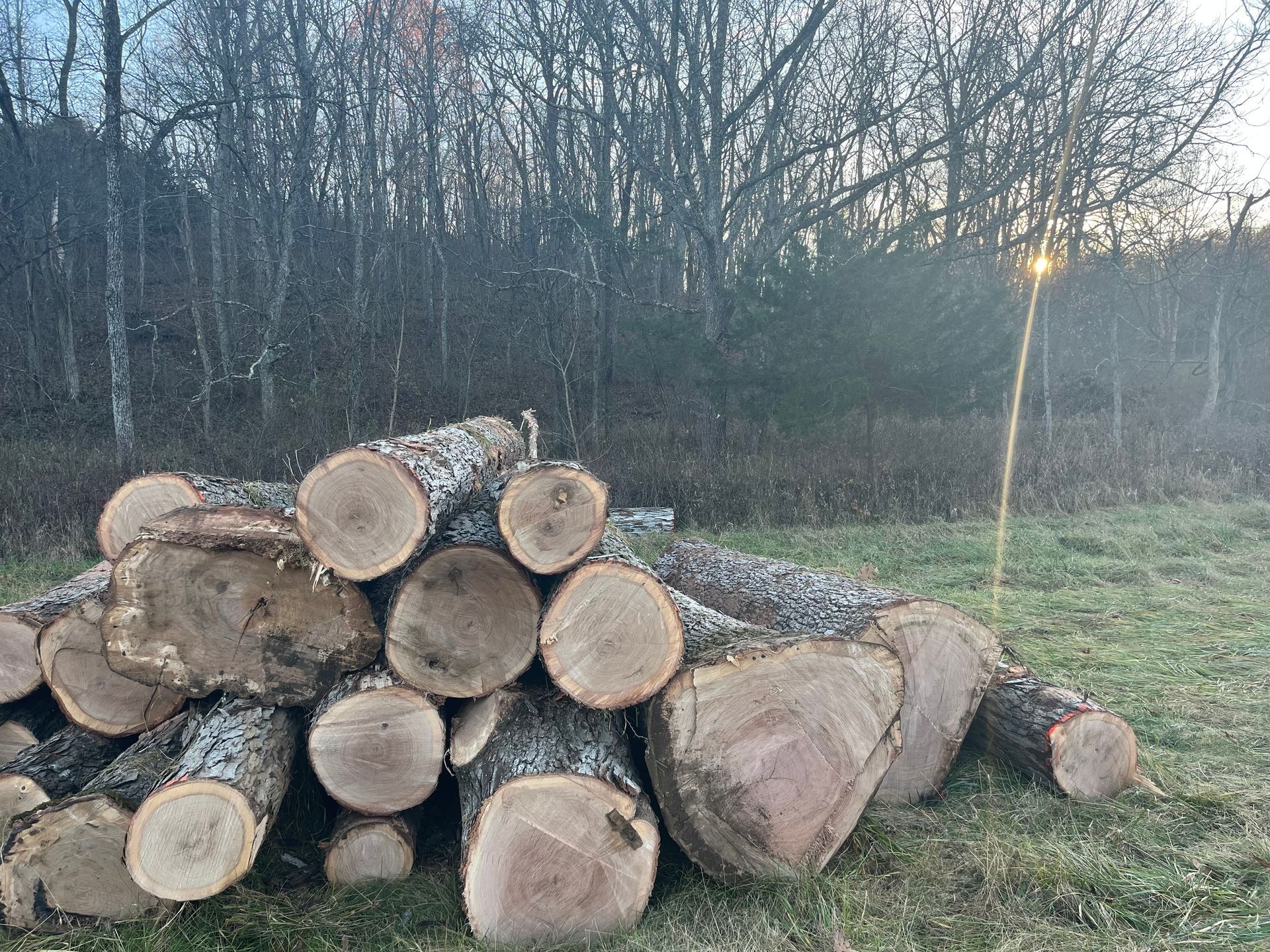 Stacked cut logs beside a grassy field at dusk, with bare trees and a streetlight in the background
