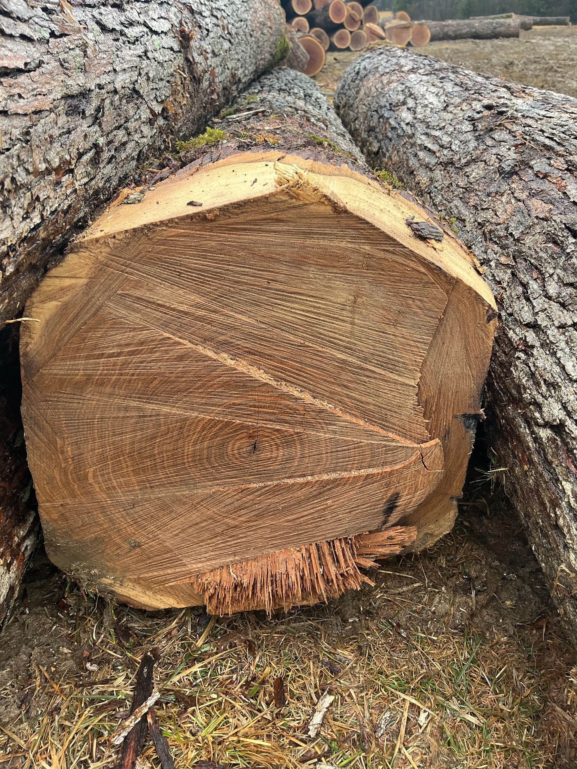 Freshly cut tree trunk lying among logs and bark chips outdoors