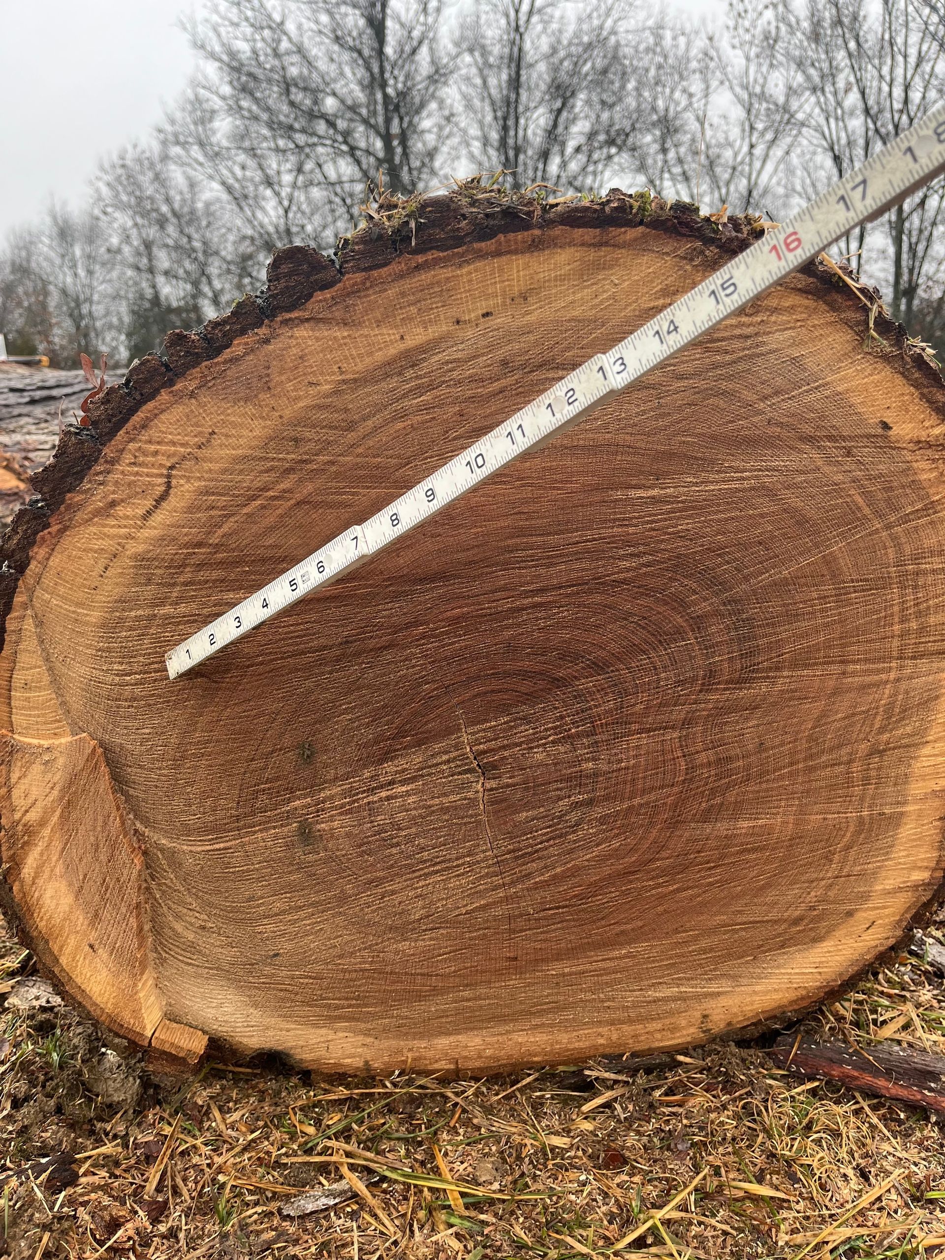 Close-up of a tree stump cross-section with a measuring stick laid diagonally across it outdoors