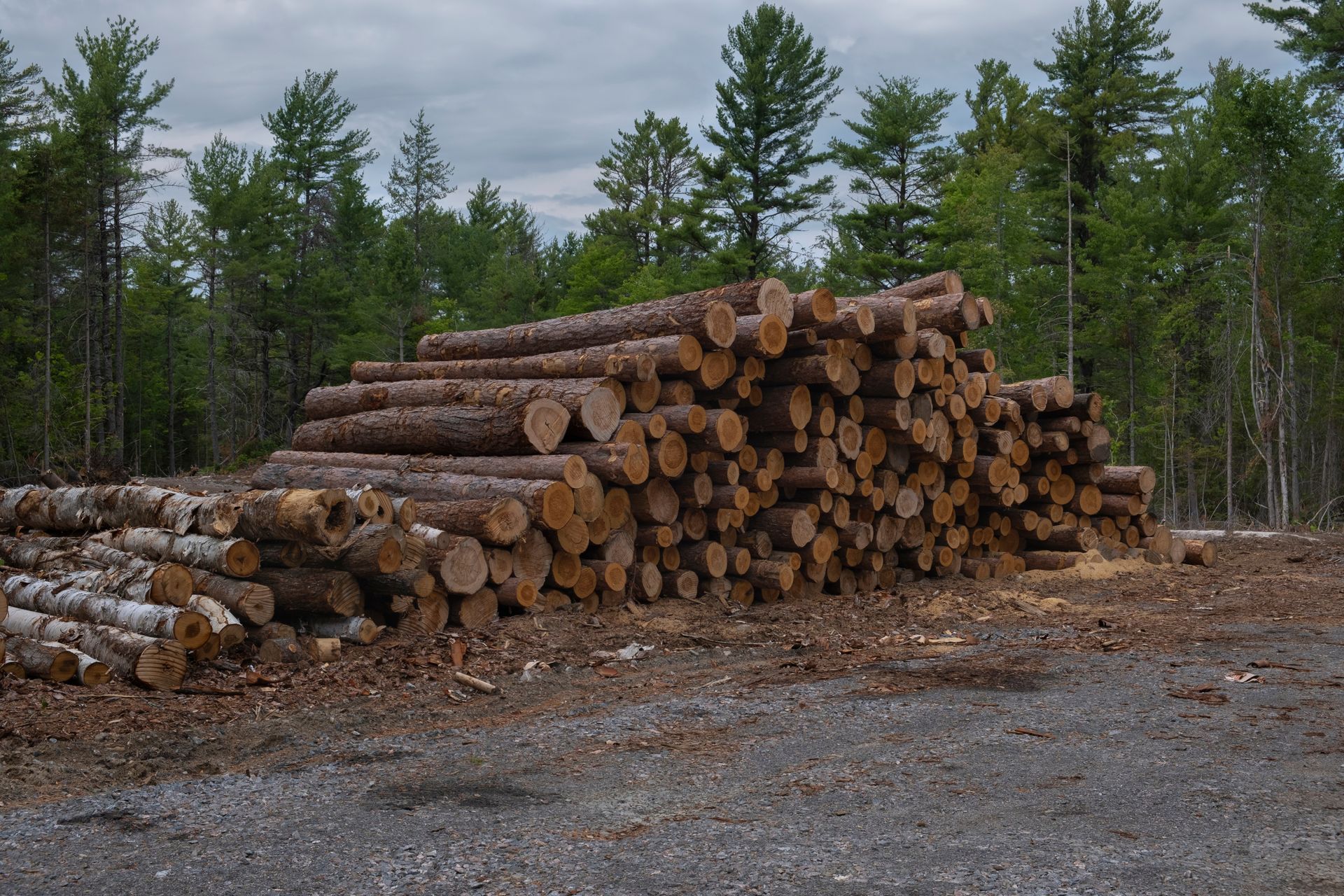 Stacked cut logs in a gravel yard with pine trees in the background