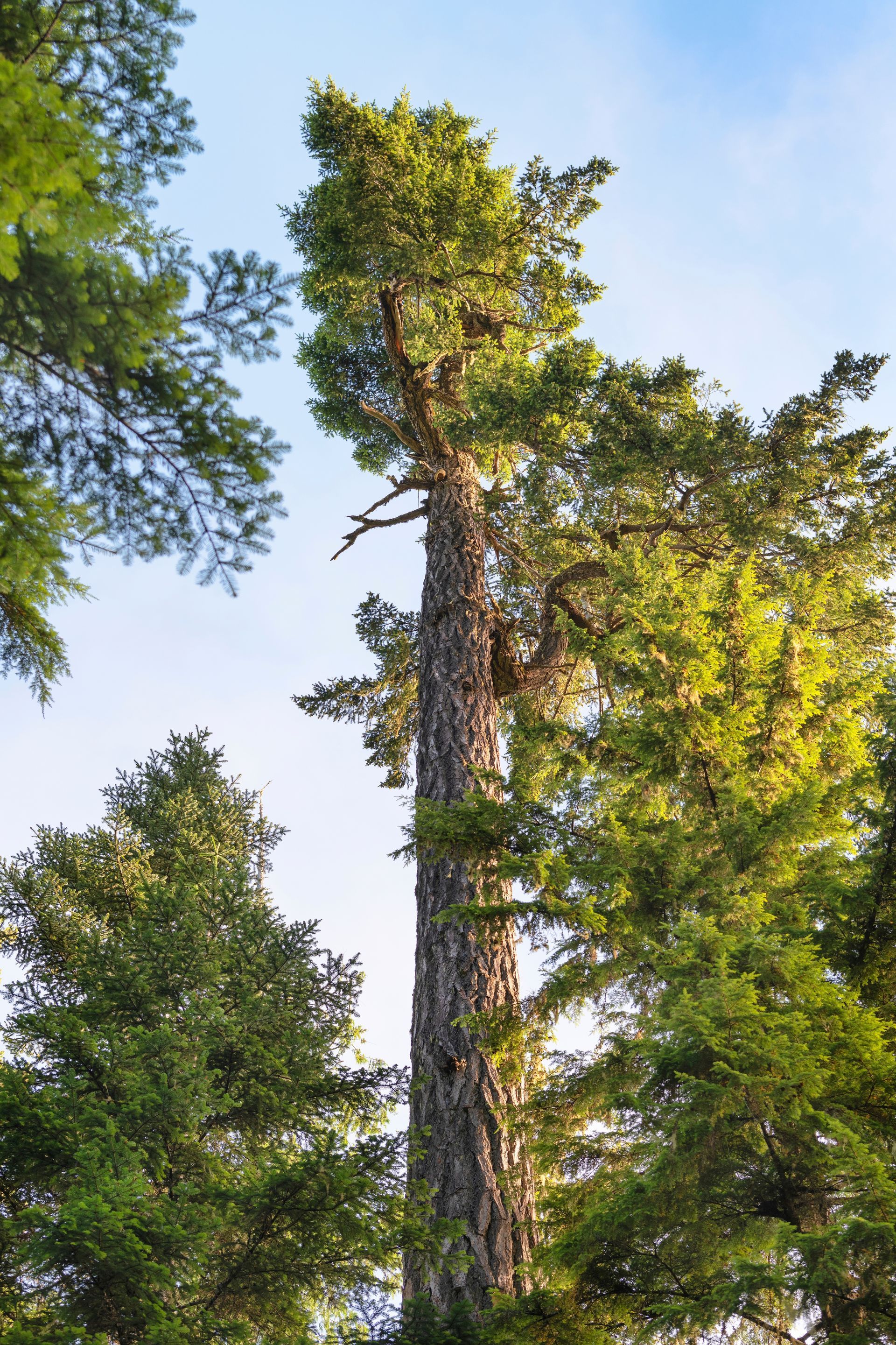 Tall tree rising above surrounding green trees against a blue sky.