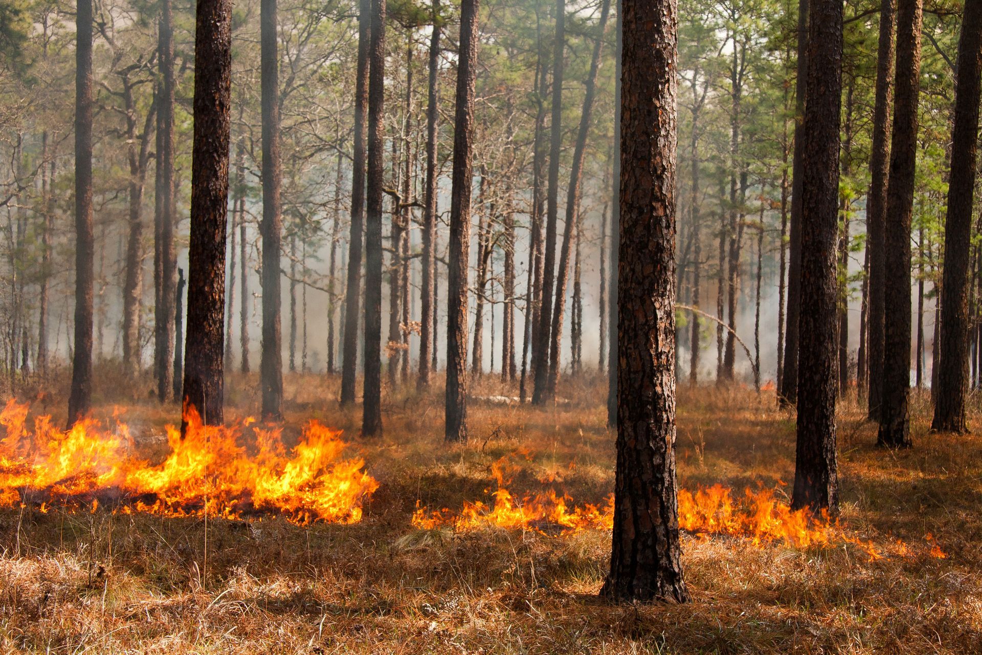 Low forest fire with orange flames burning dry grass among tall trees in a wooded area