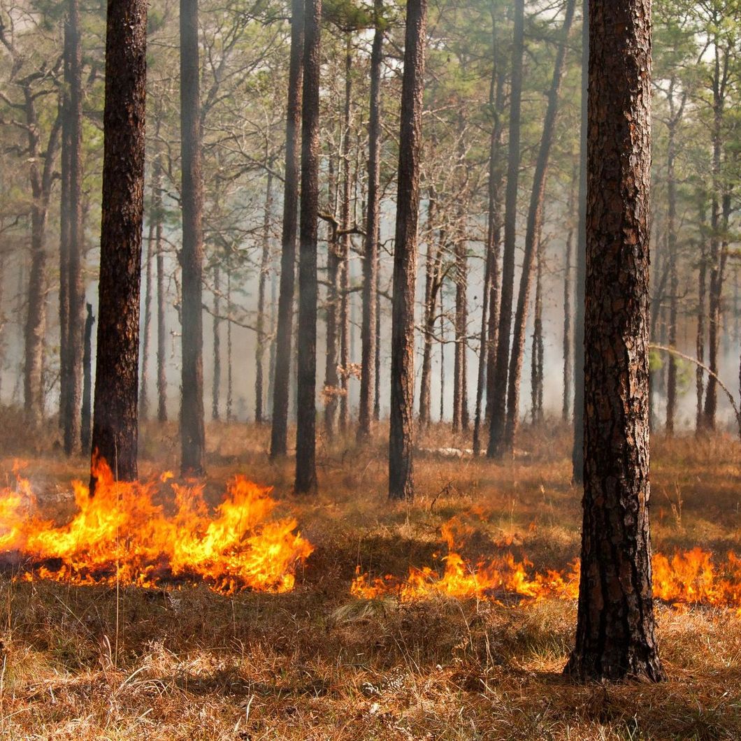 Forest floor fire burning among tall trees in a smoky woodland