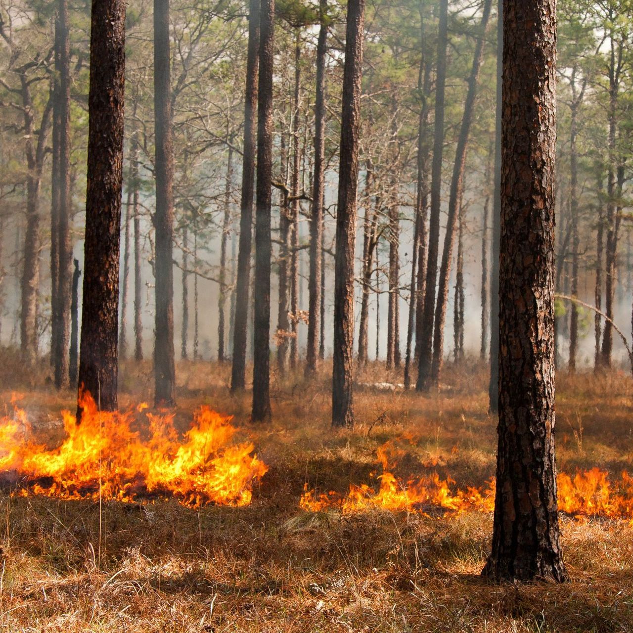 Forest floor fire burning among tall trees in a smoky woodland