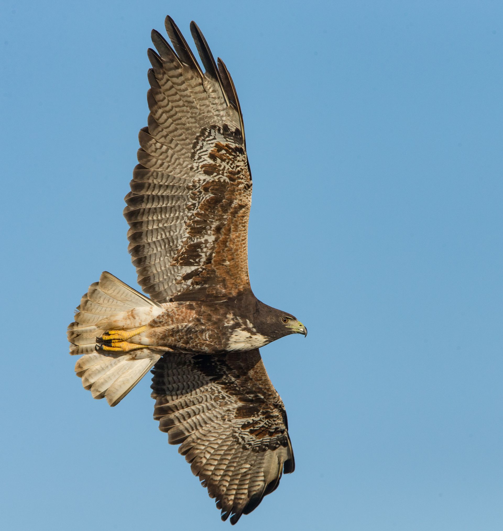 Hawk Front White-tailed Hawk Photography | Wayne Williams Photography