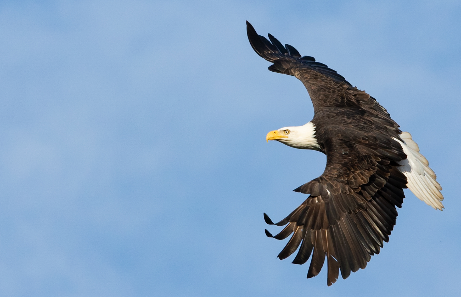 A bald eagle is flying through a blue sky with its wings spread.