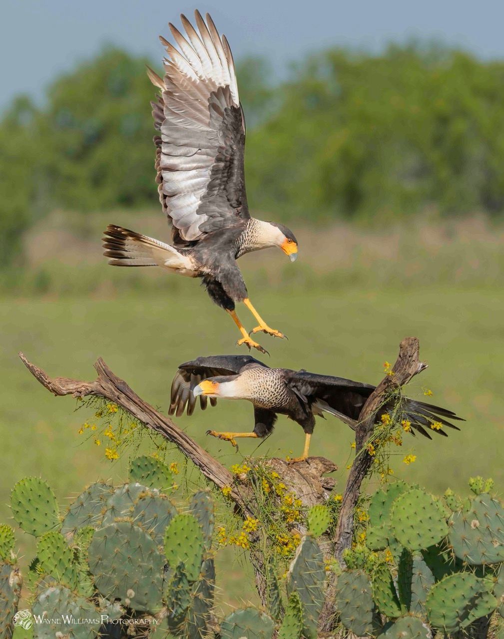 Two birds are flying over a cactus in a field