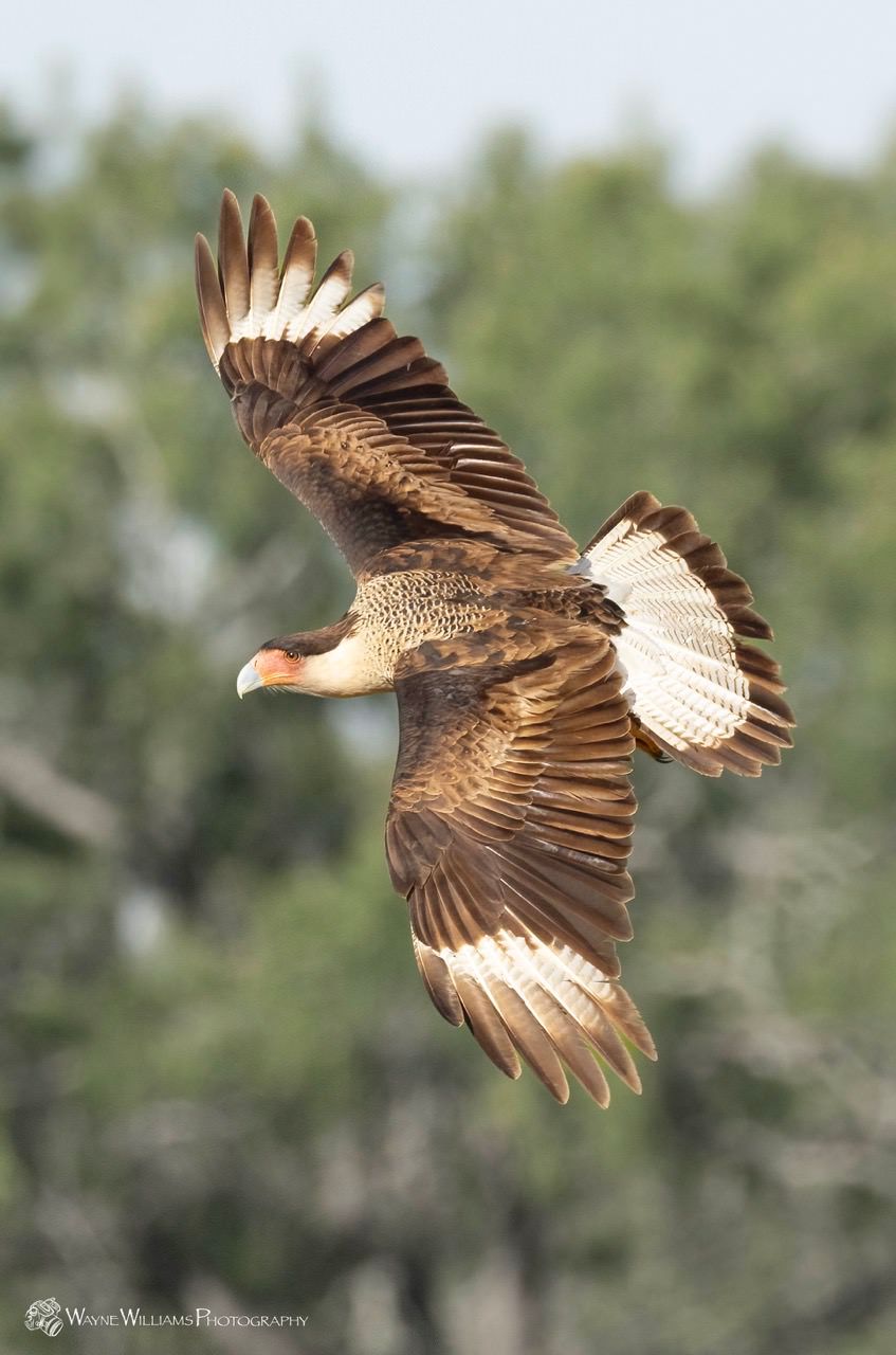 A bird is flying in the air with its wings spread.