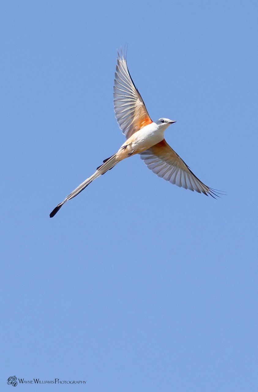 A bird with a long tail is flying in the sky.