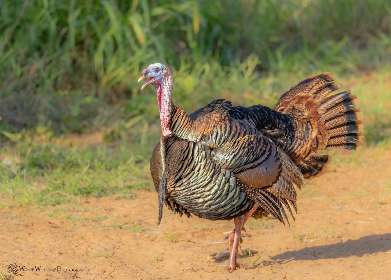 A turkey is standing on a dirt road in a field.