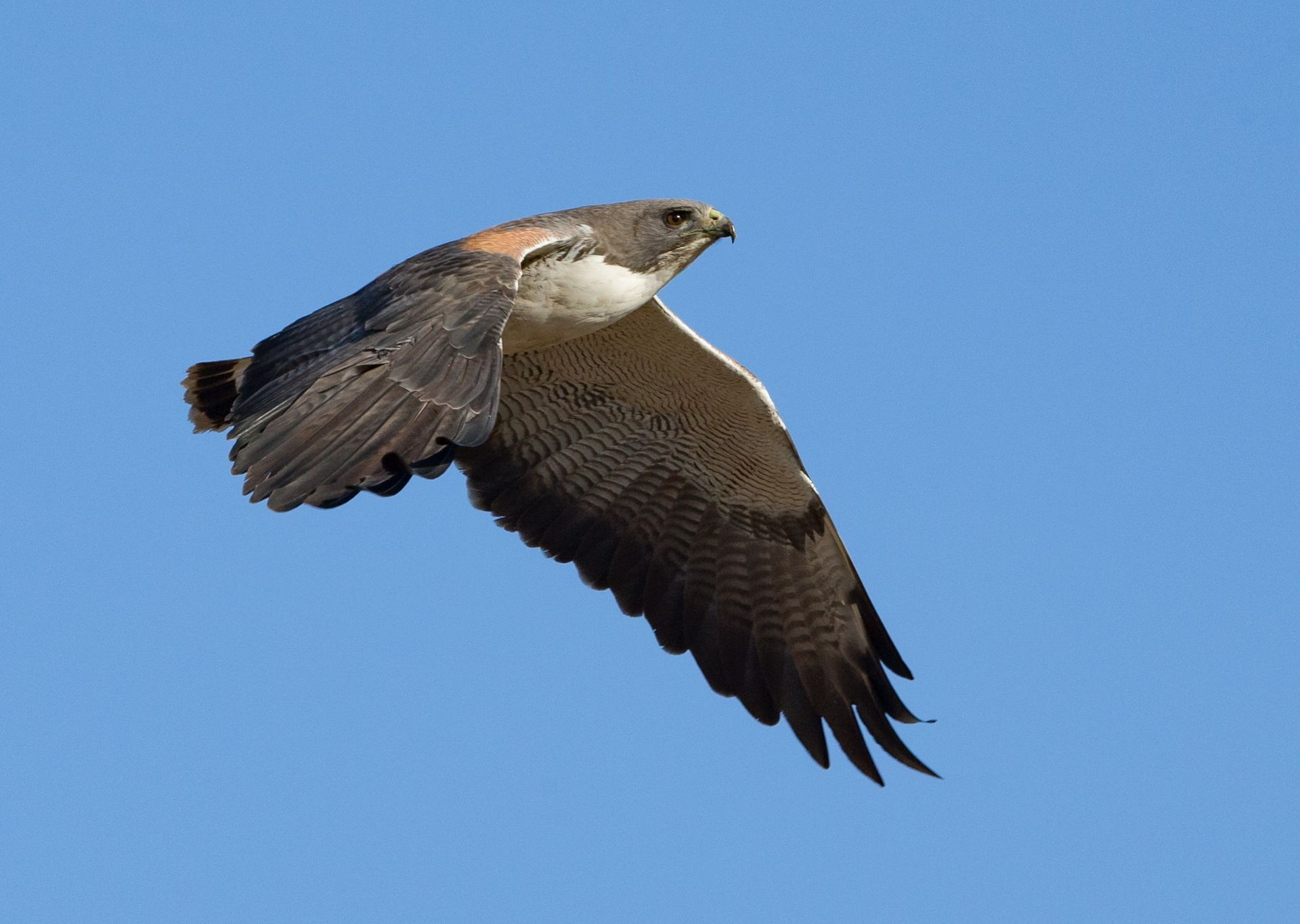 A bird is flying through a clear blue sky