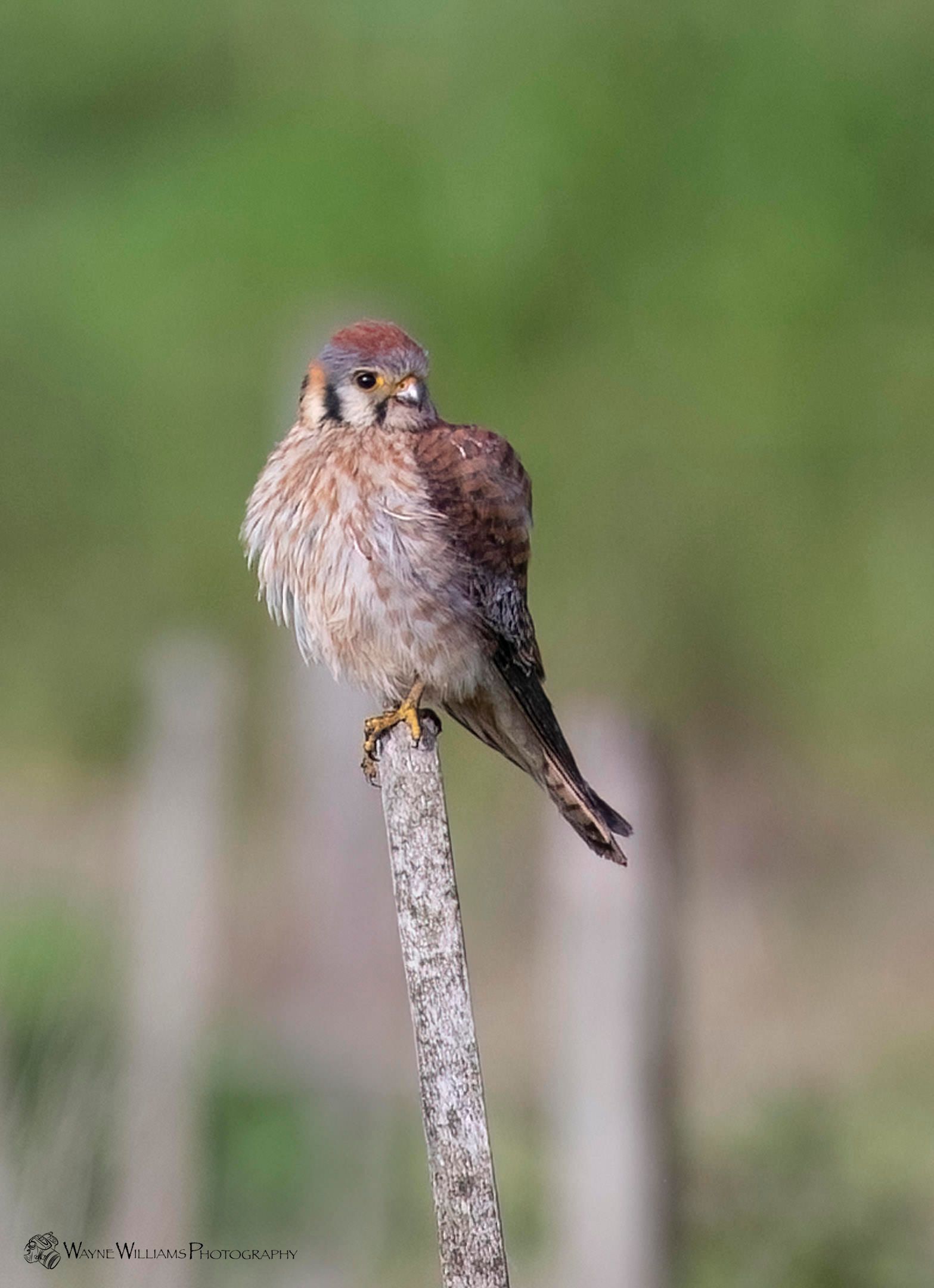 A small bird perched on top of a tree branch.
