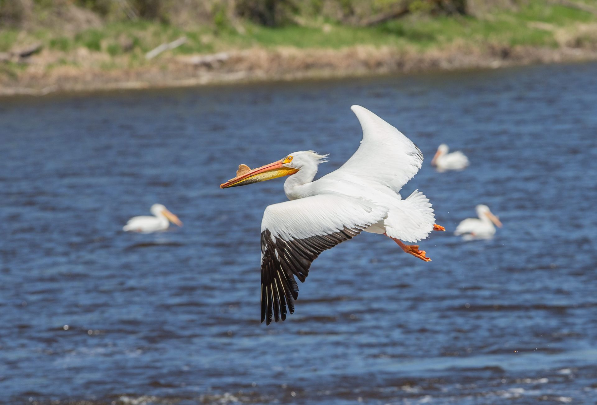 A pelican is flying over a body of water.