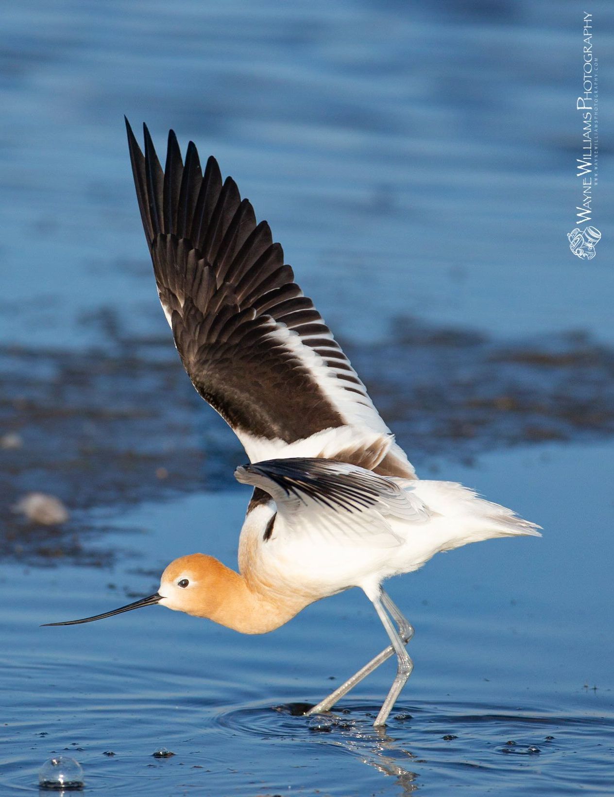 A bird with a long beak is standing in the water.