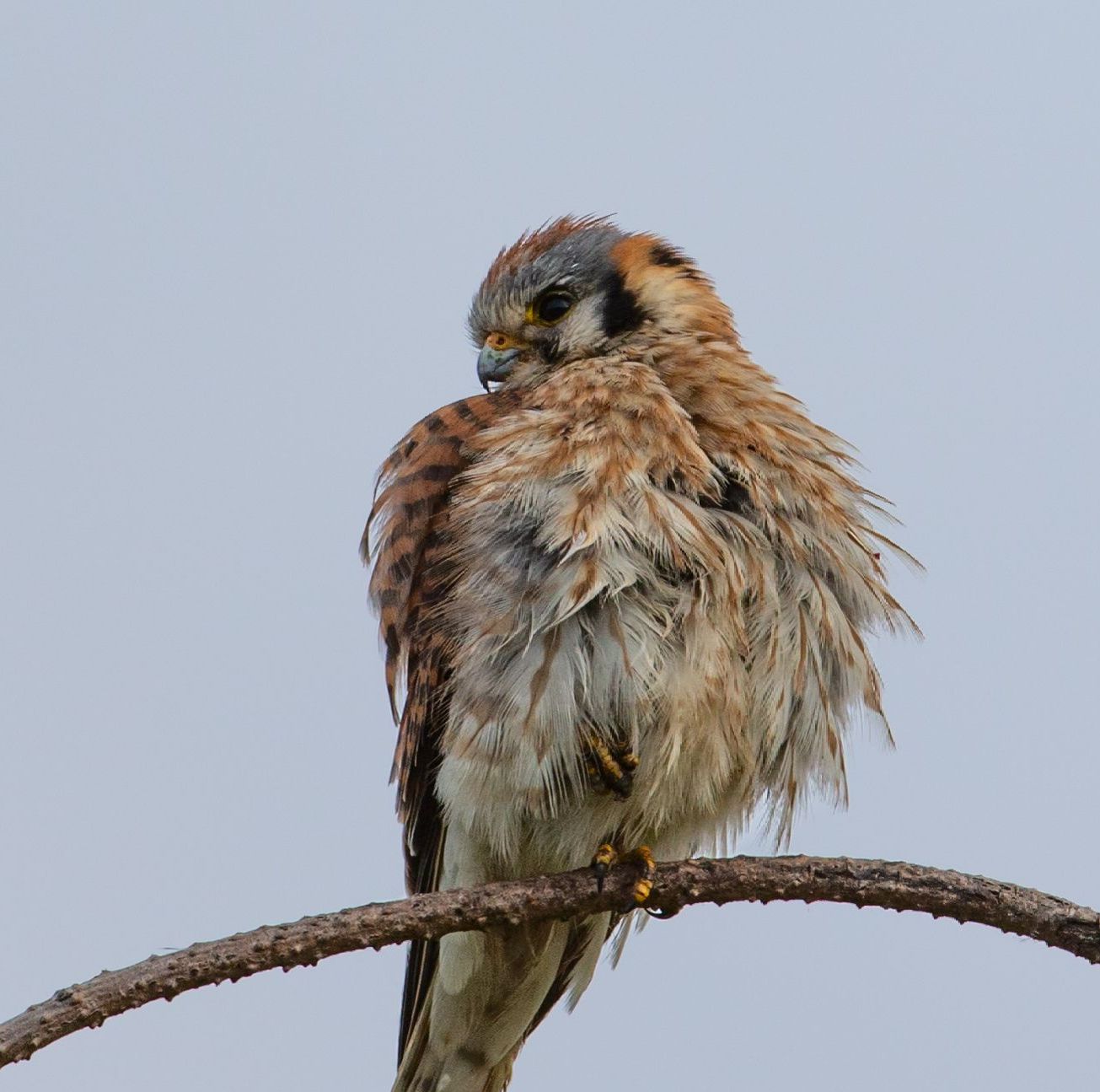 A bird is perched on a branch with a blue sky in the background.