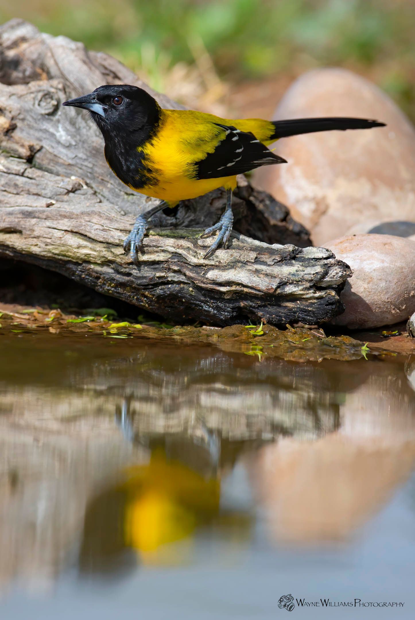 A yellow and black bird is perched on a log next to a body of water.
