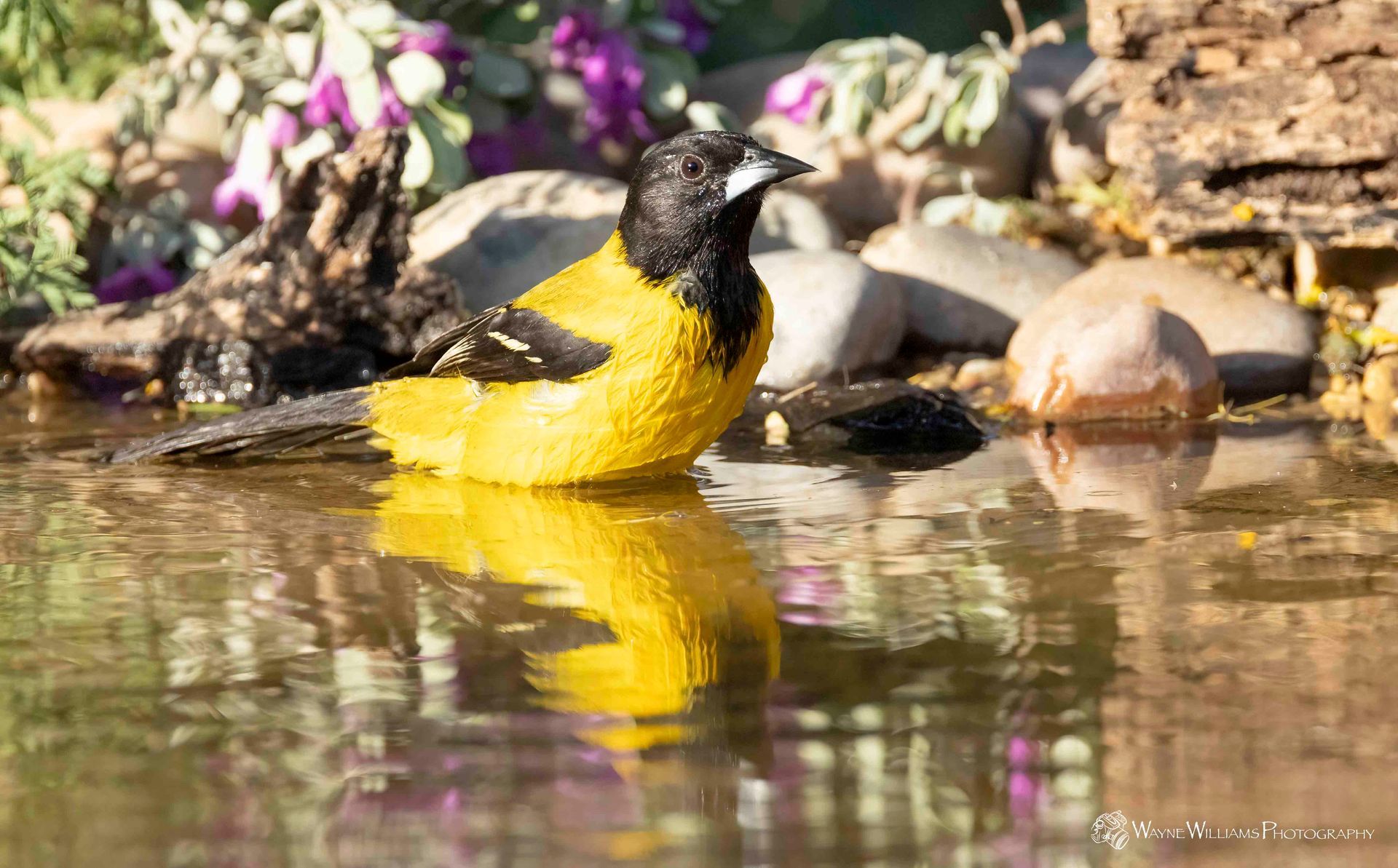 A yellow and black bird is sitting in a pond.