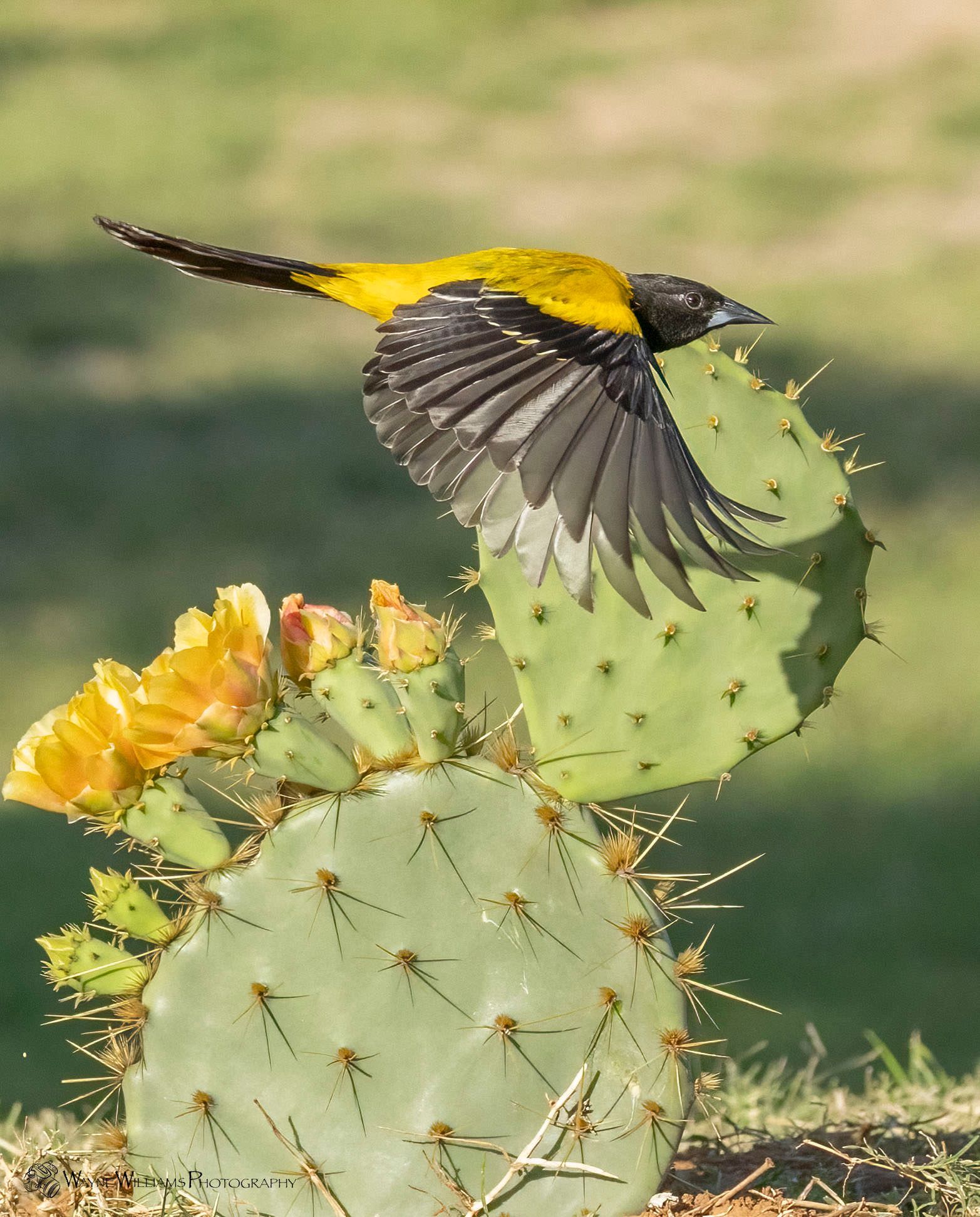 A bird is flying over a cactus with yellow flowers.