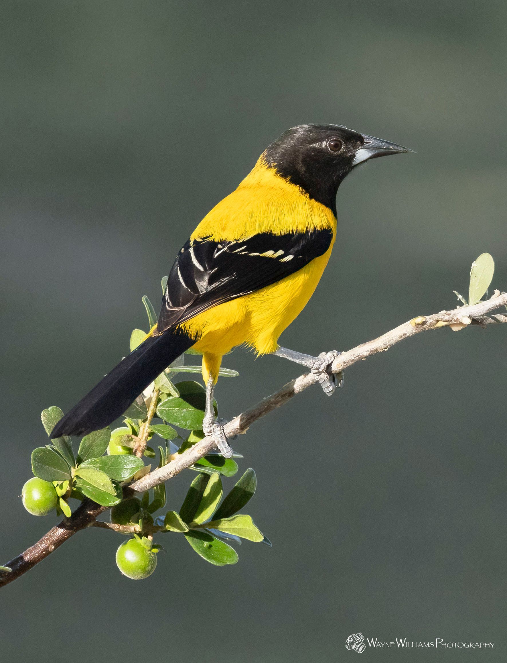 A black and yellow bird perched on a branch