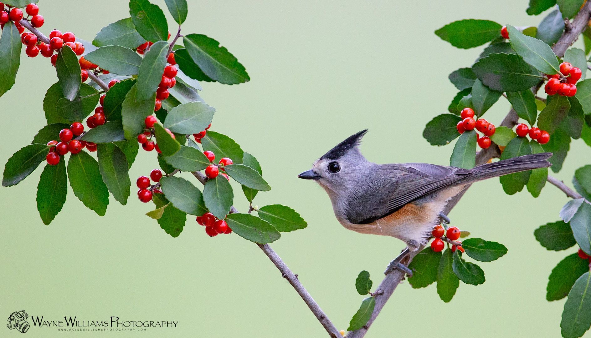 A small bird perched on a branch of a tree with red berries.