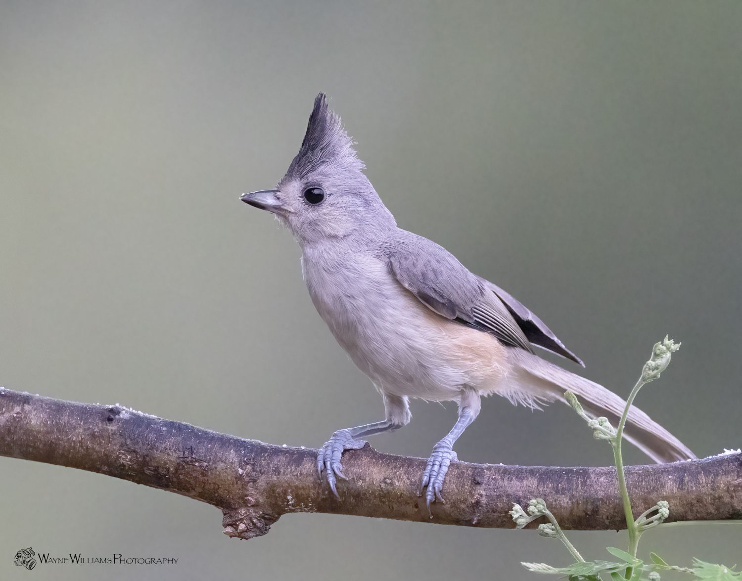 A small bird with a crest on its head perched on a tree branch