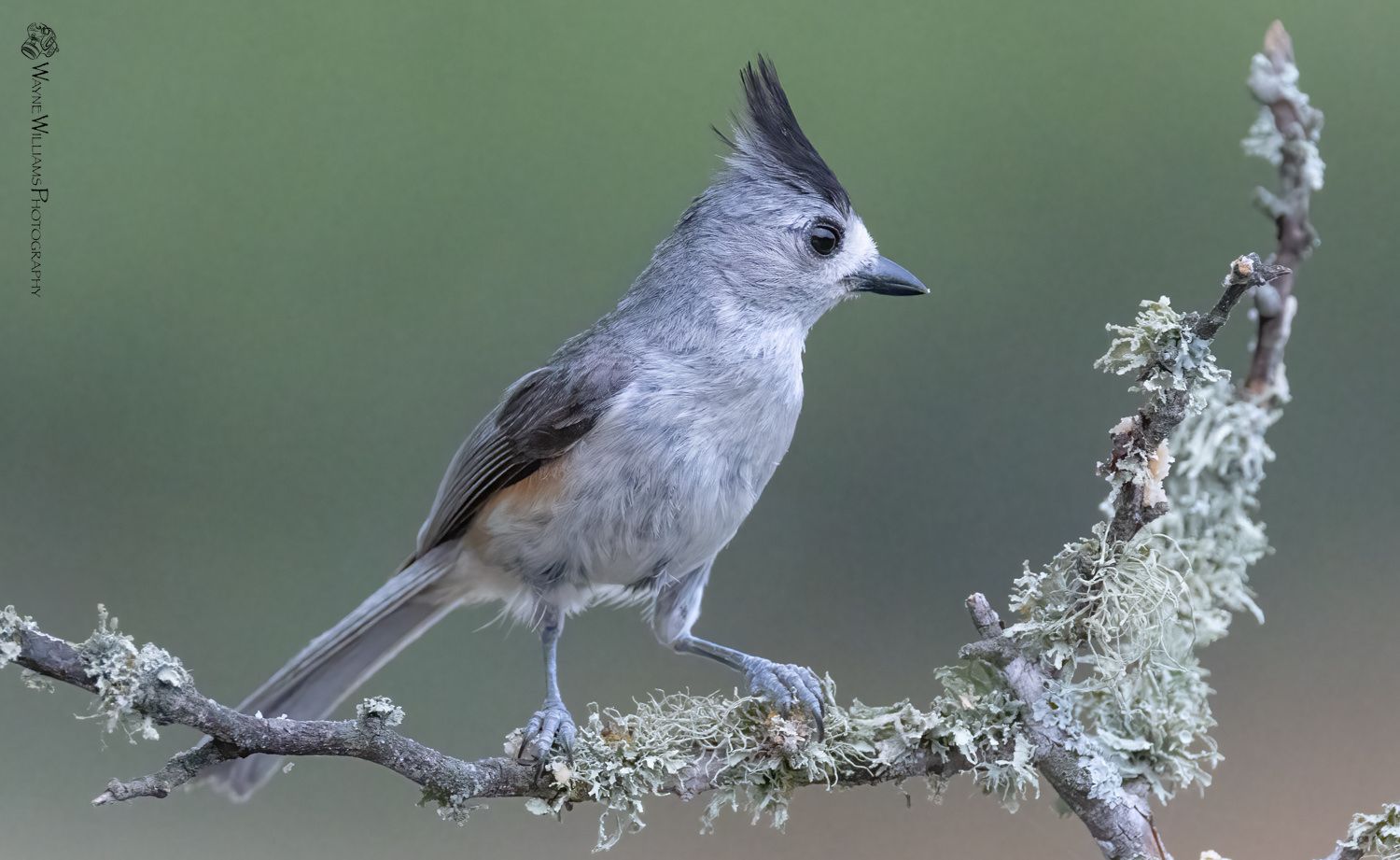 A small bird with a mohawk is perched on a tree branch.