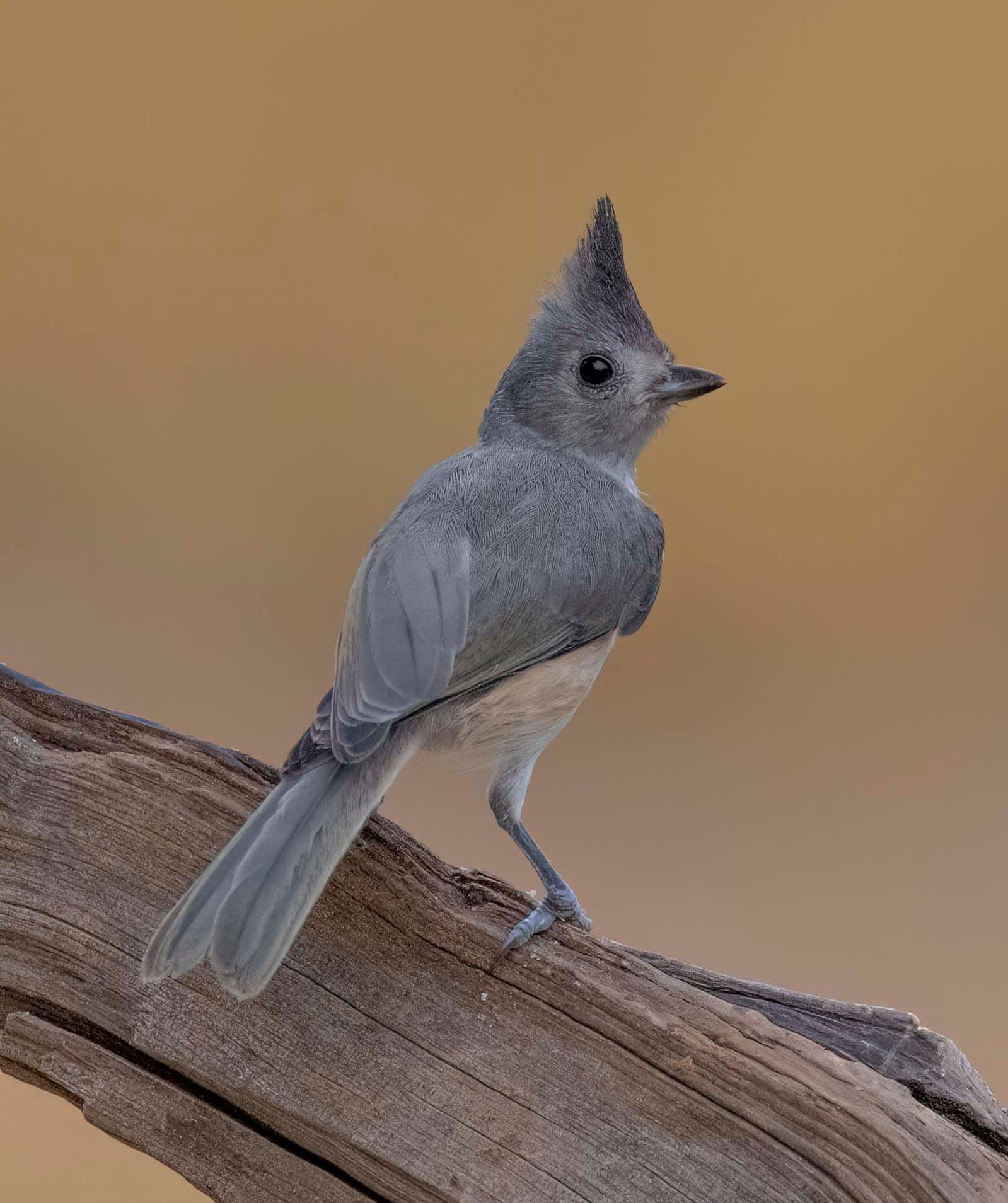 A small bird with a horned head is perched on a tree branch.