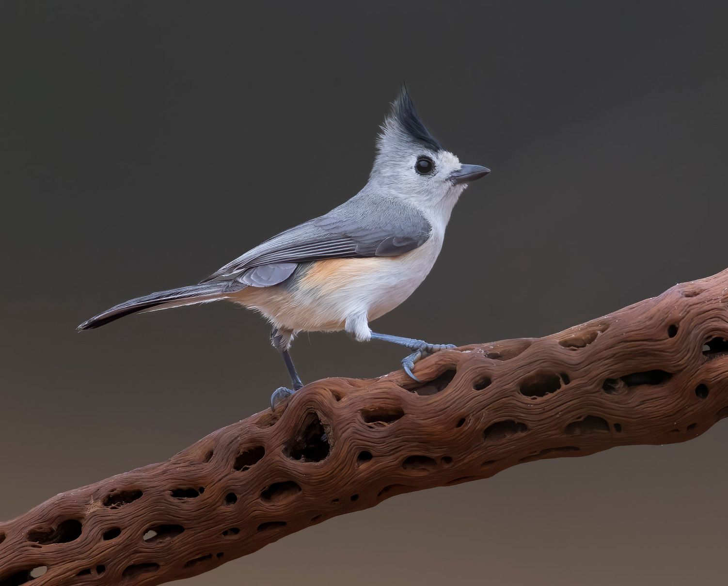 A small bird perched on a branch with holes in it.