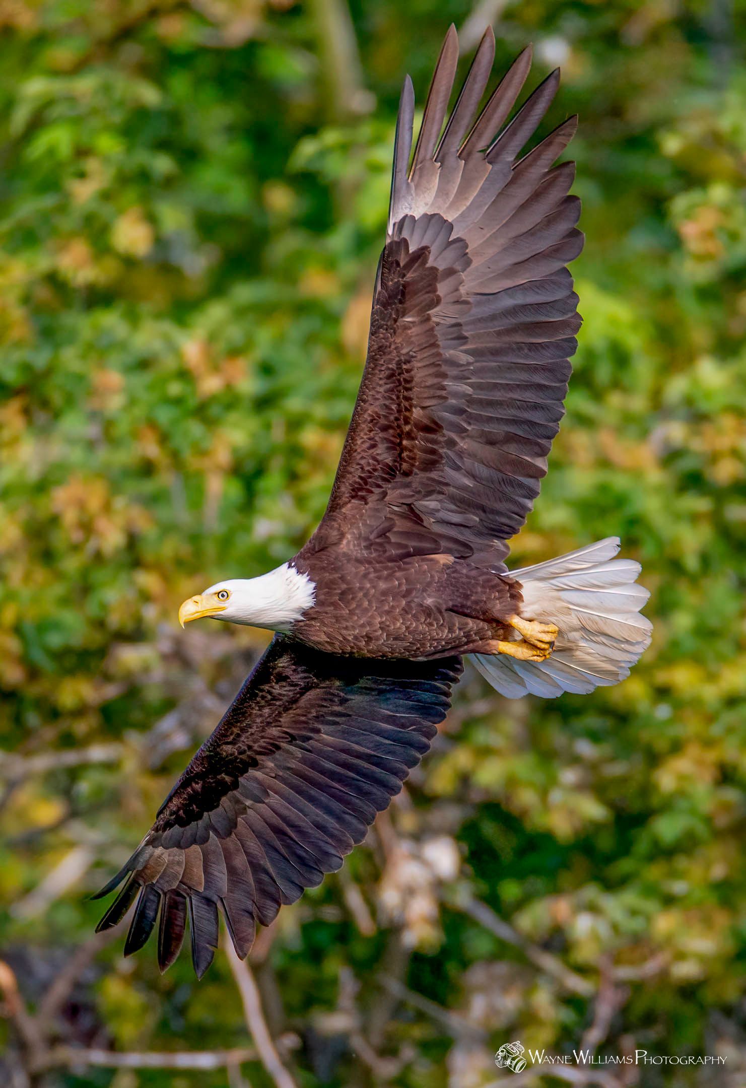 A bald eagle is flying through the air with its wings spread.