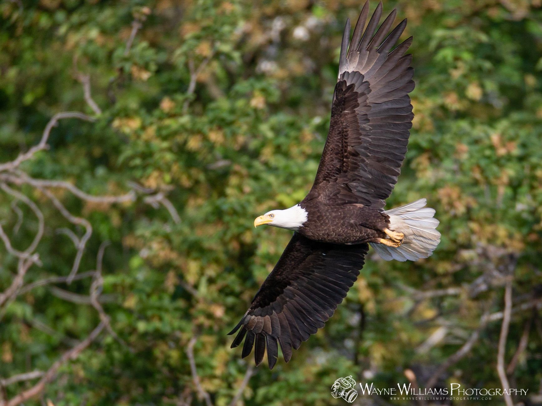 A bald eagle is flying through the air with its wings spread.