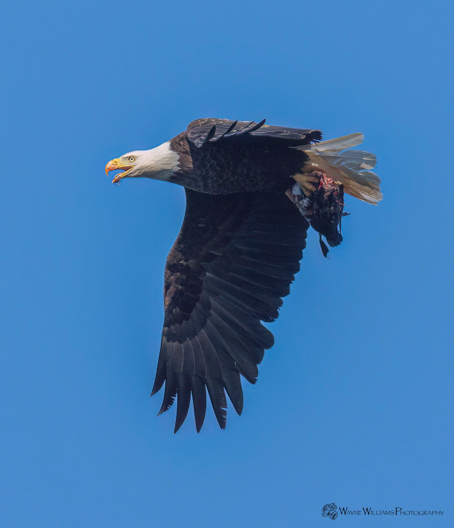 A bald eagle is flying in the sky with a fish in its beak
