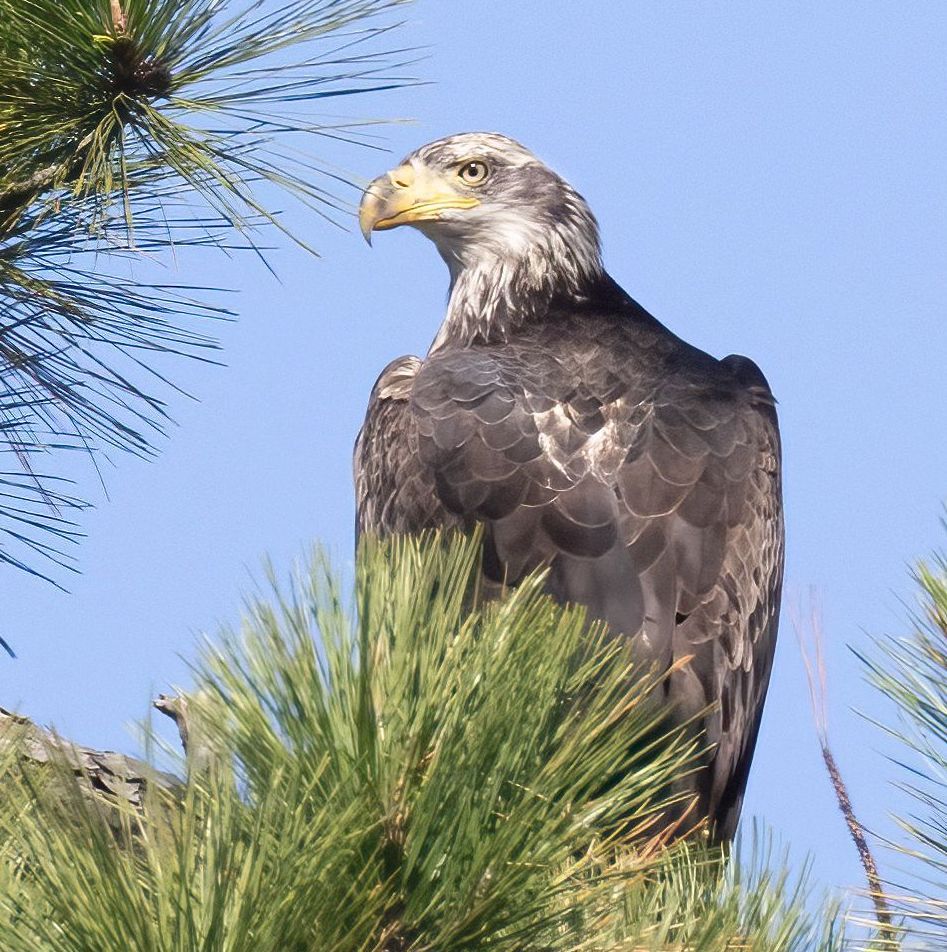 A bald eagle perched on top of a pine tree