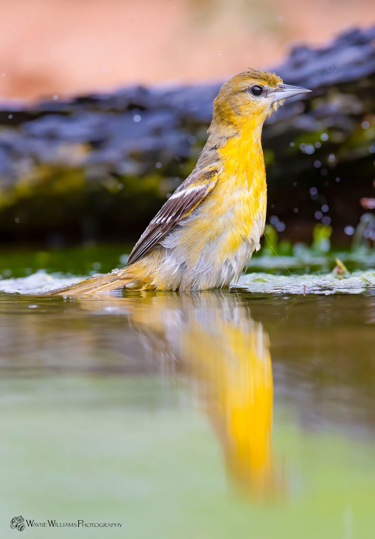 A small yellow bird is standing in the water.