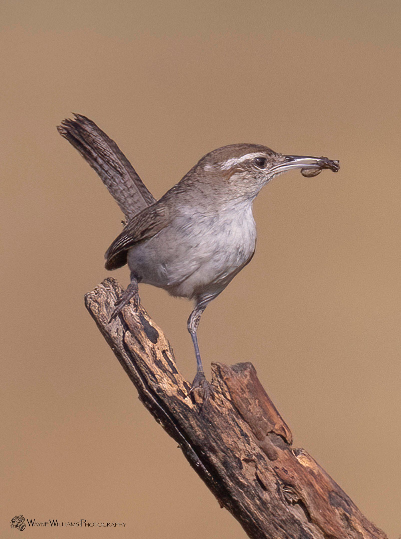 A small bird perched on a branch with a bug in its beak