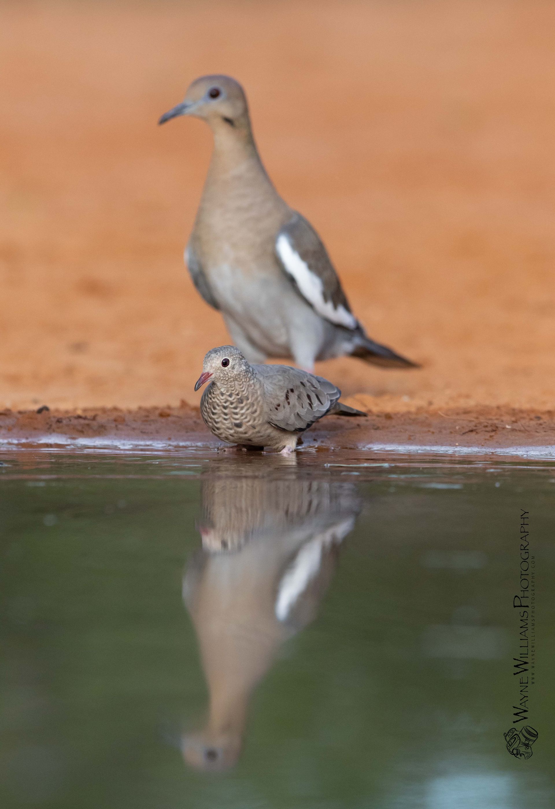 A couple of birds standing next to a body of water